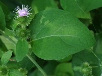 Common Burdock